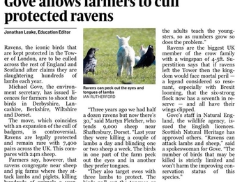 Natural England issuing licences to farmers to cull ravens. 