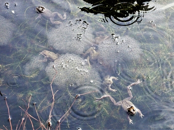 Frogspawn at Somercotes
