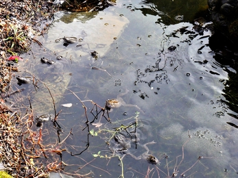 Frogspawn at Somercotes