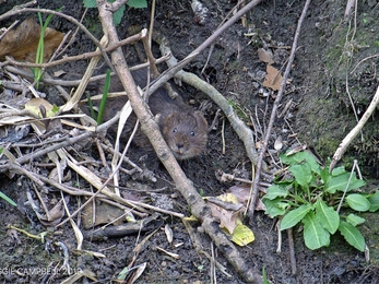 Water Vole at Golden Valley by Maggie Campbell