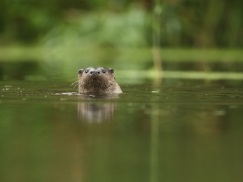 Otter in river