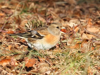 Brambling