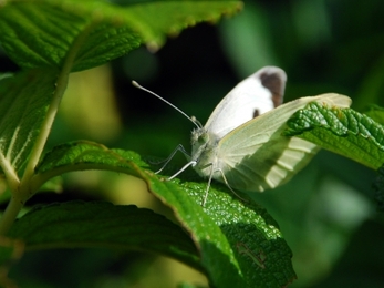 Large white butterfly