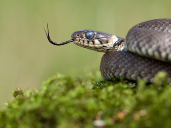 Grass Snake