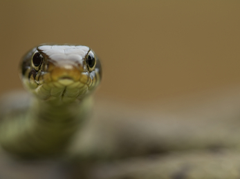 Grass Snake