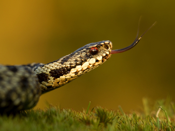 Adder