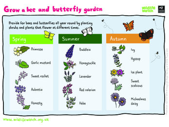 Activity Sheet - Bee and Butterfly Garden