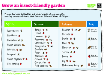 Activity Sheet - Insects
