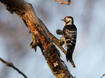 Lesser spotted woodpecker