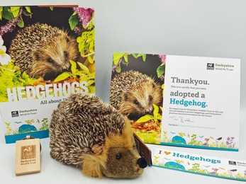 Hedgehog adoption pack