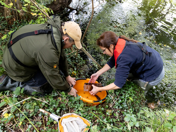 people collecting White-clawed crayfish