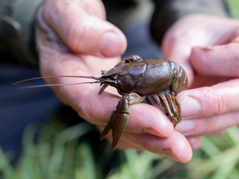 White-clawed crayfish