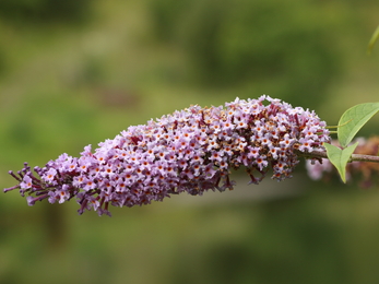 Buddleia davidii or butterfly bush close up