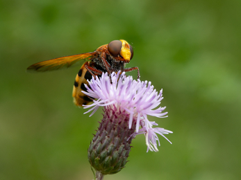 hornet hoverfly