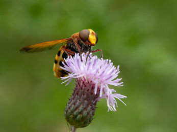 hornet hoverfly