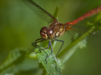 close up of a male ruddy darter 