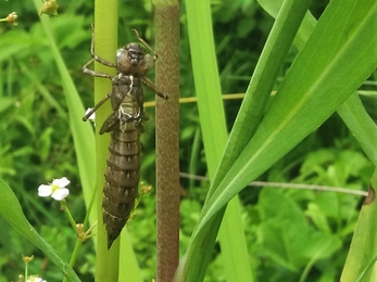 empty southern hawker larval case