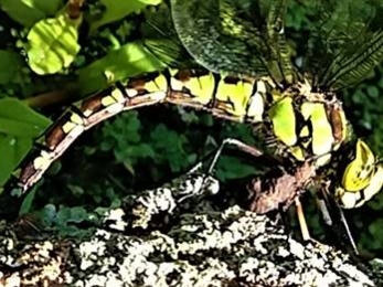 female southern hawker laying eggs in a pond