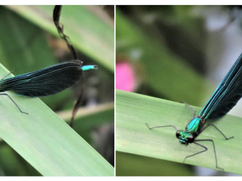 Beautiful demoiselle on a leaf