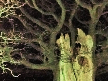 oak