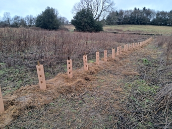 a photo of cardboard tree guards in place