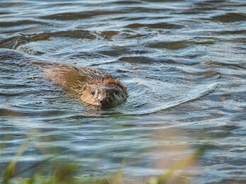Beaver