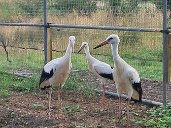 3 storks