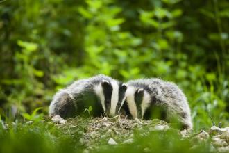 Two badgers in woodland, Derbyshire Wildlife Trust