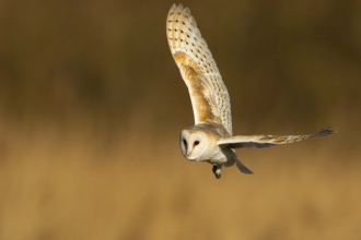 Barn owl © Danny Green, 2020VISION