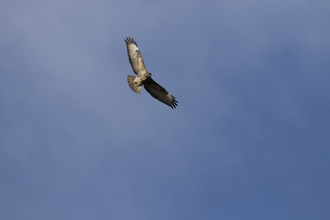 Birds of prey  Derbyshire Wildlife Trust