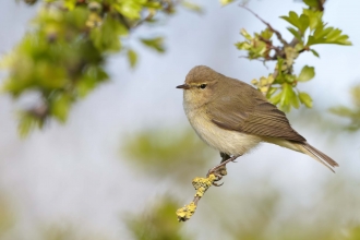 Chiffchaff