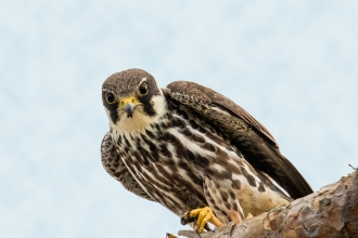 Birds of prey  Derbyshire Wildlife Trust