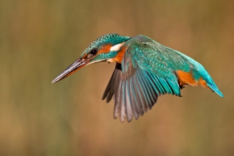 Kingfisher in flight