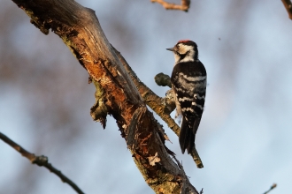 Lesser spotted woodpecker