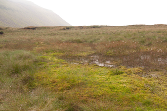 Blanket bog