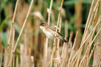 Reed warbler