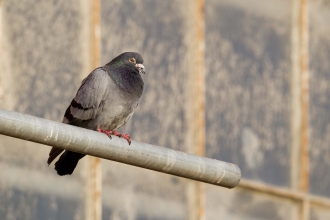 Rock dove/Feral pigeon