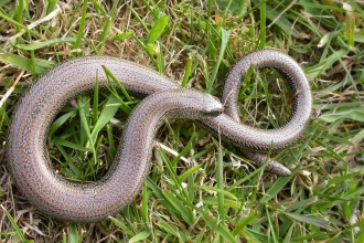 Slow-worm