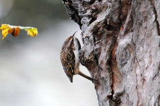 Treecreeper