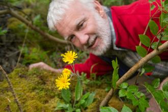 Leek coloured hawkweed, Peak District National Park, Alex Hyde