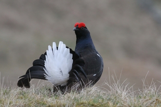 Black grouse, Margaret Holland