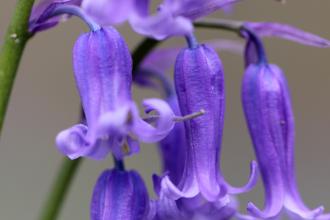 Bluebell, Jim Higham 