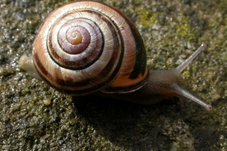 Brown-lipped snail