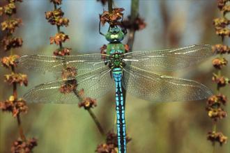 Emperor Dragonfly, Tony Pioli