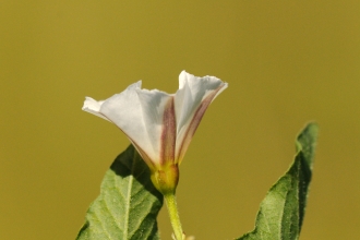 Field Bindweed