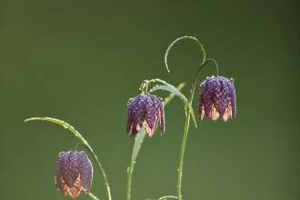 Snake's-head Fritillary