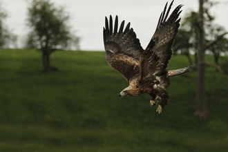 Golden eagle, Jon Hawkins, Surrey Hills Photography 