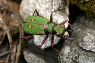 Green Tiger Beetle