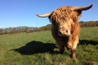 Highland cattle at Woodside Farm, Jon Preston