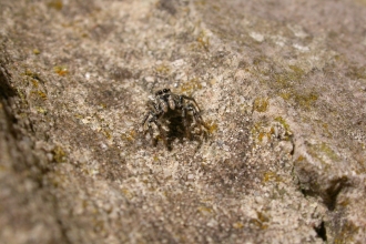 Zebra Spider